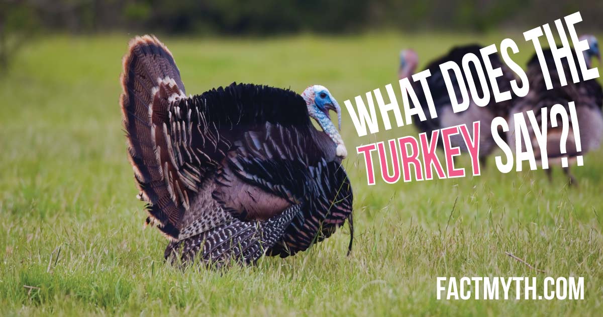 Do Only Male Turkeys Gobble?