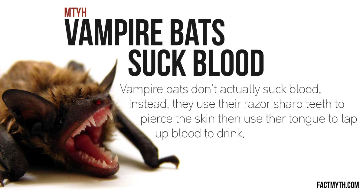 vampire bats feeding on humans