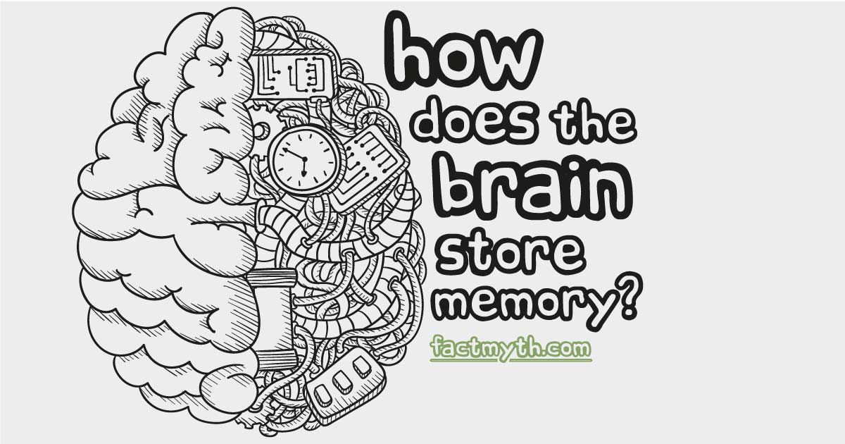 there-are-different-types-of-memory-fact-or-myth