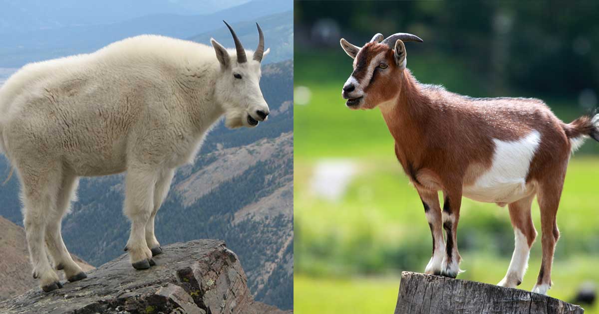 A Mountain Goat is a Goat - Fact or Myth?