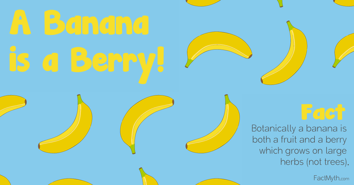 A Banana is a Berry