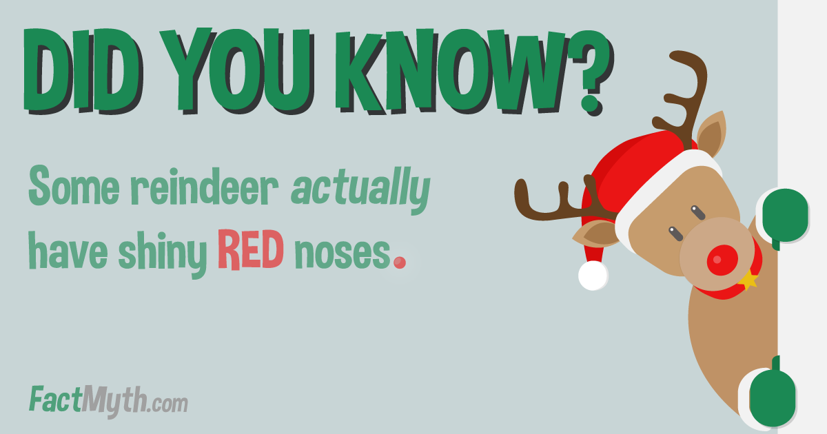 Reindeer Can Have Red Noses That Appear to Glow