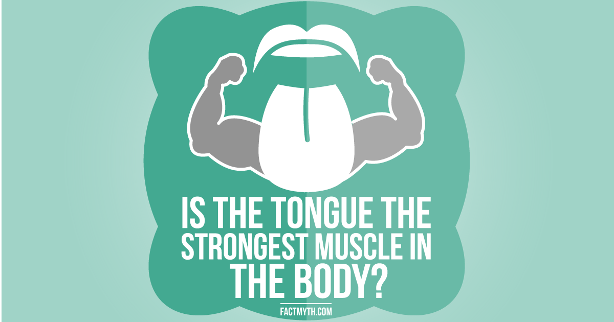 Is The Tongue The Strongest Muscle In The Human Body?