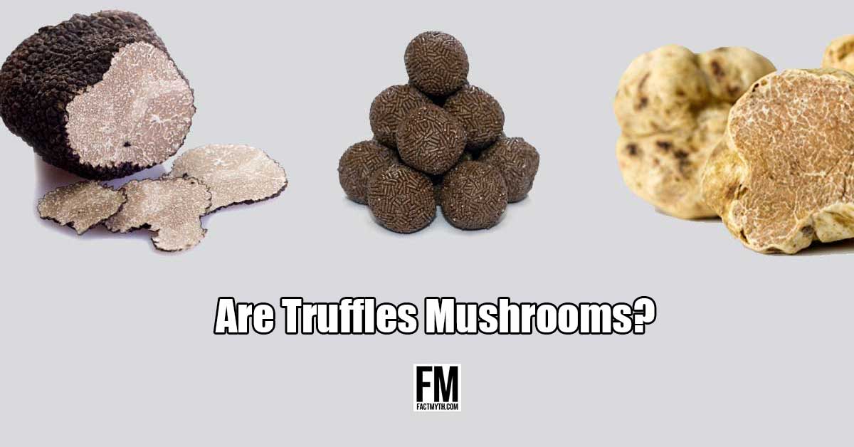 Are truffles mushrooms?