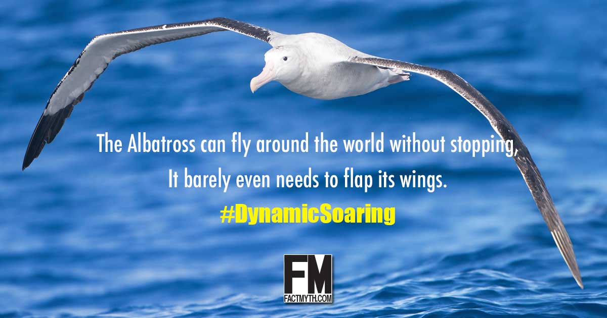 Albatross Dynamic Soaring