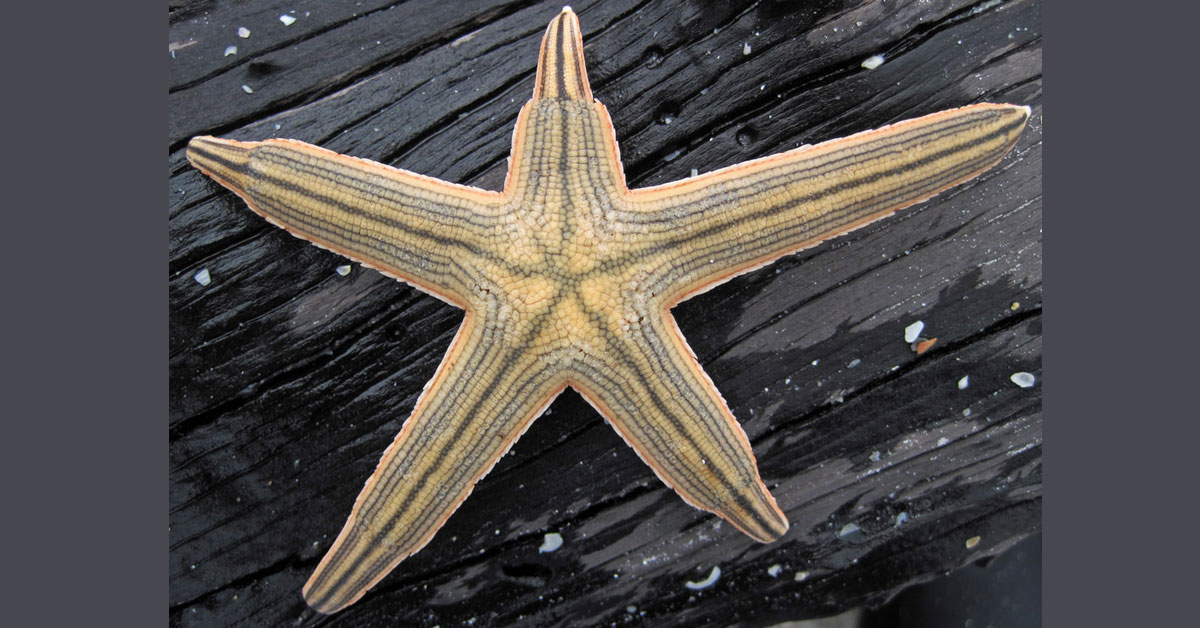 Starfish - Wikipedia