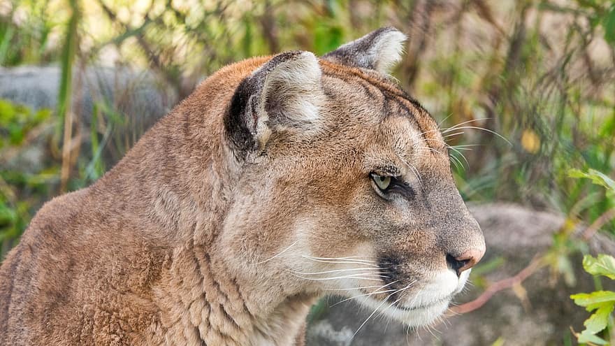 Puma, mountain lion, cougar are all the same cat